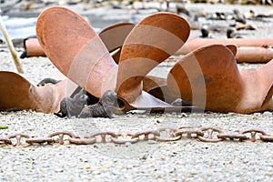 Antarctic fur seal babies playing in abandoned whaling station on Stromness, South Georgia