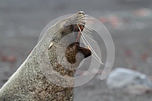 Antarctic fur seal barking, Antarctica