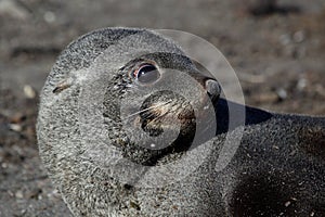 Antarctic fur seal on beach, Antarctica