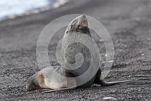 Antarctic fur seal, Deception Island