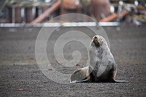An Antarctic fur seal on Deception Island in Antarctica