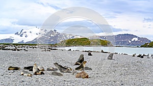 Antarctic fur seal harem and some penguins in beautiful landscape of South Georgia, Antarctica