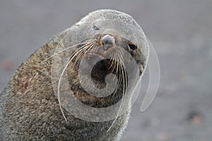 Antarctic fur seal with long whiskers, Antarctica