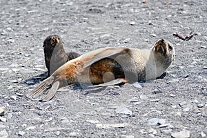Antarctic fur seal mother with puppy lying on beach in South Georgia