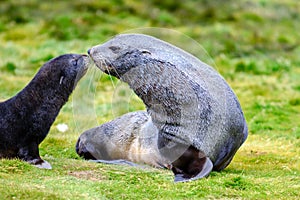 Antarctic fur seal mother with puppy sitting in  grass in South Georgia