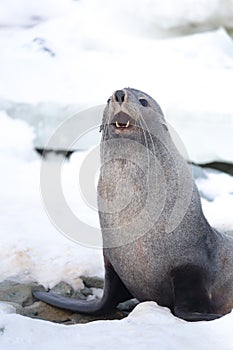 The Antarctic fur seal with opening mouth sitting on the snow, Argentine islands region, Galindez island, Antarctica.