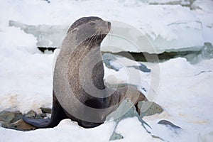 The Antarctic fur seal with opening mouth sitting on the snow, Argentine islands region, Galindez island, Antarctica.