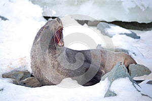 The Antarctic fur seal with opening mouth sitting on the snow, Argentine islands region, Galindez island, Antarctica.