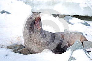 The Antarctic fur seal with opening mouth sitting on the snow, Argentine islands region, Galindez island, Antarctica.