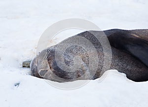 The Antarctic fur seal with opening mouth sitting on the snow, Argentine islands region, Galindez island, Antarctica.