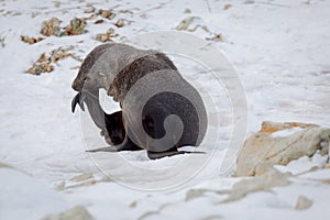 The Antarctic fur seal with opening mouth sitting on the snow, Argentine islands region, Galindez island, Antarctica.