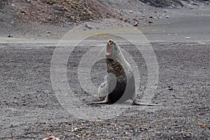 antarctic fur seal at pebble beach on Deception Island