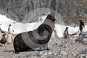 Antarctic fur seal in penguin colony, Antarctica