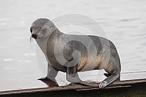 Antarctic Fur Seal Pup