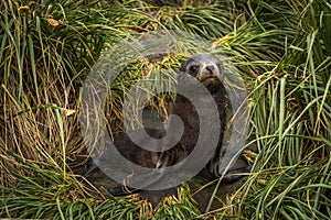 Antarctic fur seal pup in grass tussocks