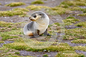 Antarctic fur seal pup in South Georgia