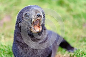 Antarctic fur seal pup sunbathing on meadow in South Georgia