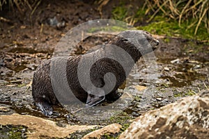 Antarctic fur seal pup waddling along riverbed