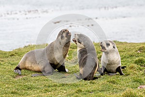 Antarctic Fur Seal Pups