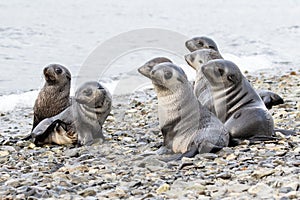 Antarctic Fur Seal Pups