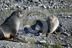 Antarctic fur seal pups in morning sun