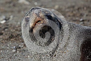 Antarctic fur seal resting on beach, Antarctica