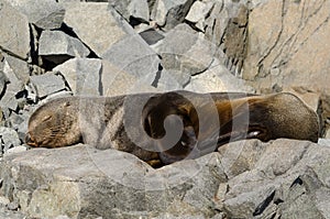 Antarctic Fur Seal Sleeping on Rocks