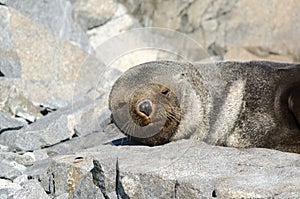 Antarctic Fur Seal snoozing