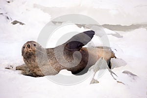 The Antarctic fur seal, sometimes called the Kerguelen fur seal, also known as Arctocephalus gazella sitting calm on the
