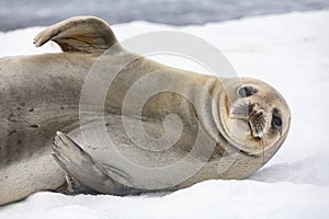 Antarctic fur seal - South Shetland Islands - Antarctica