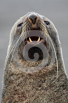 Antarctic fur seal sporting its record whiskers