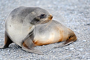 Antártico pelo focas broncearse sobre el gris piedra Playa en sur 