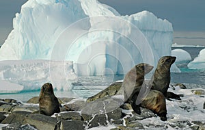 Antarctic fur seals photo