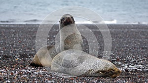 Antarctic fur seals in Antarctica