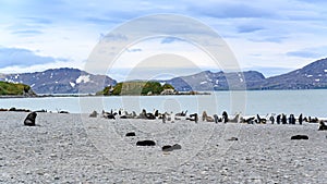 Antarctic fur seals and penguins in beautiful landscape of South Georgia, Antarctica