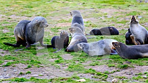 Antarctic Fur Seals Playing in Grass in South Georgia