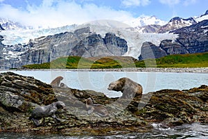 Antarctic fur seals on rocks in front of mountains, glacier and penguin colony on beach in South Georgia