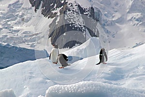 Antarctic Gentoo penguins