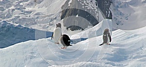Antarctic Gentoo penguins