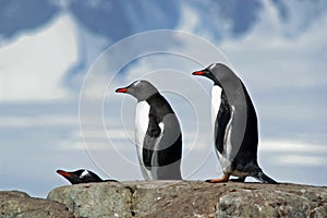 Antarctic Gentoo penguins