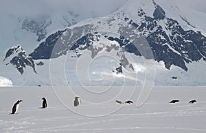 Antarctic Gentoo penguins