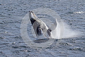 Antarctic humpback whale jumping