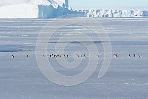 Antarctic ice and penguins Adeli