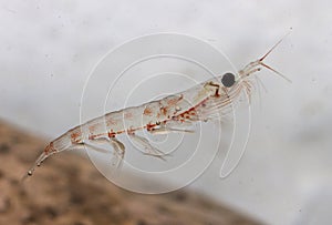 Antarctic krill floating in the water