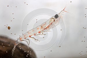 Antarctic krill near the stone floats