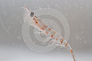 Antarctic krill in the water column of the Southern Ocean photo