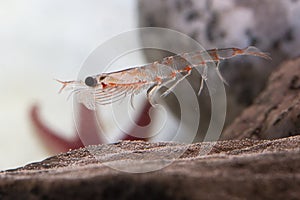 Antarctic krill, which floats in the water near the