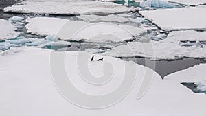 An Antarctic landscape, with Adelie penguins moving across sea ice.