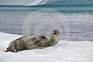 Antarctic leopard seal