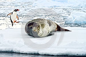 Antarctic Leopard Seal & Gentoo Penguin